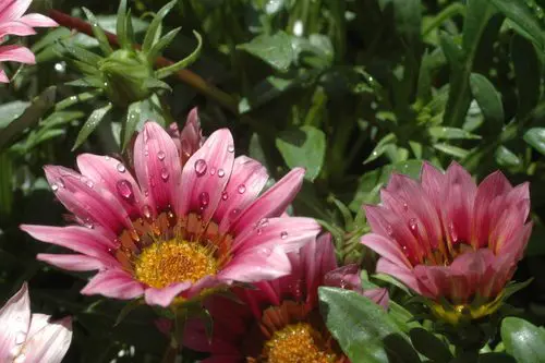 Gazania4