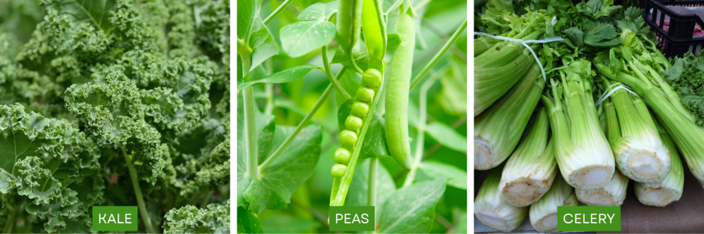 Kale, Peas and Celery