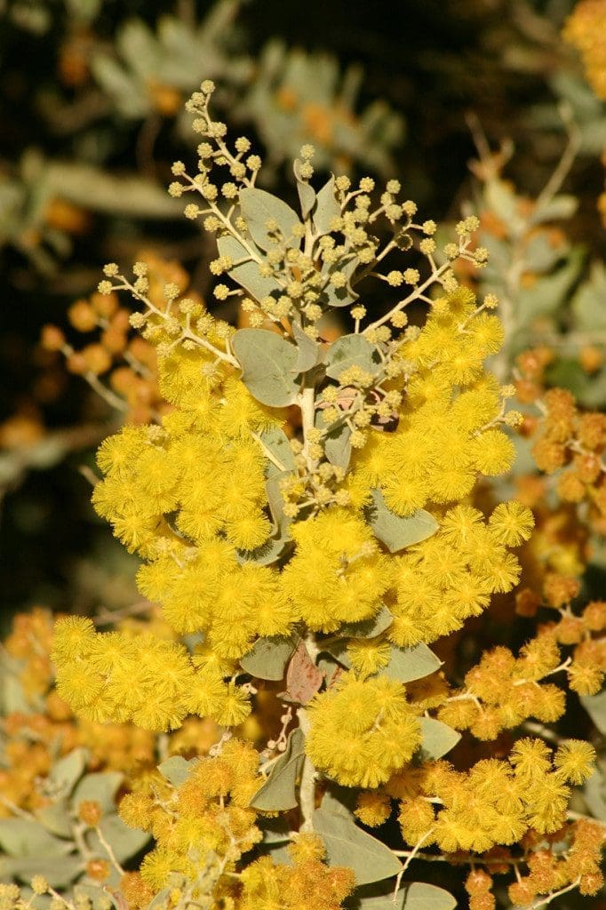 Acacia Invasive Top 12 invasive trees found in gardens - Life is a Garden