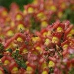 Antirrhinum1971s