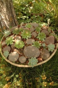 CreativeContainerGardeningEcheveria006