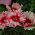 Dianthus