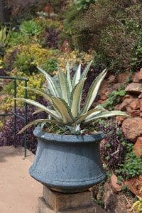 FS-agaves-pots