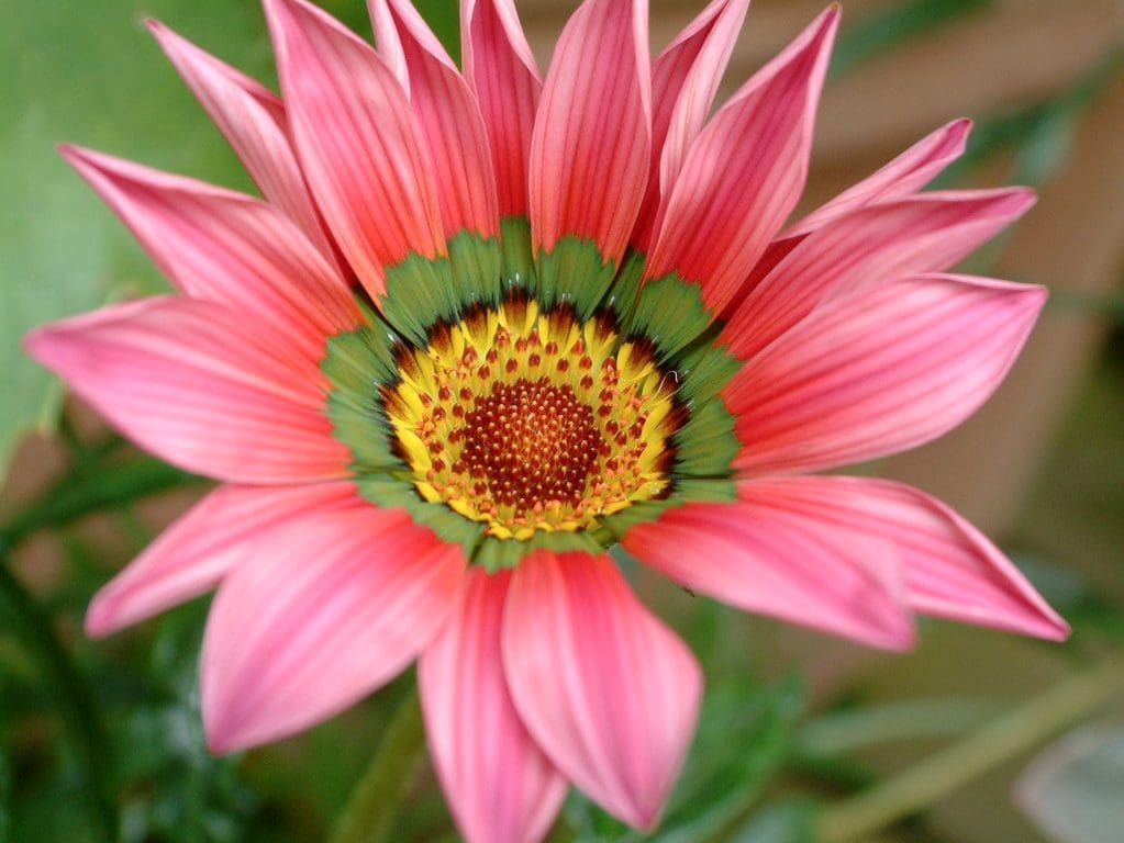 Gazania_ChristopherLloyd2