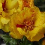 Grandiflora9840