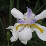 IndigenousperennialsforyourgardenDietes