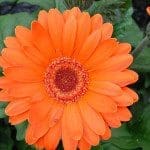 IndigenousperennialsforyourgardenGerberaFestivalOrangewithEye