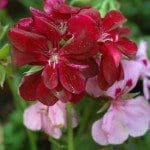 IndigenousperennialsforyourgardenPelargonium