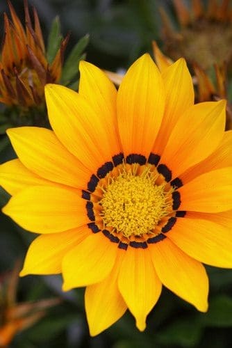 MP-gazanias