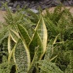 Sansevieria