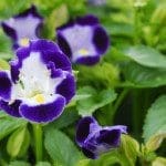 Torenia16