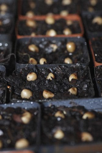 clivia seeds_2
