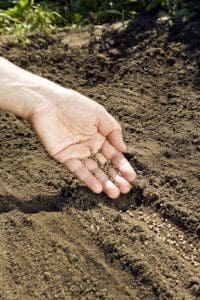 Hand placing seeds on soil