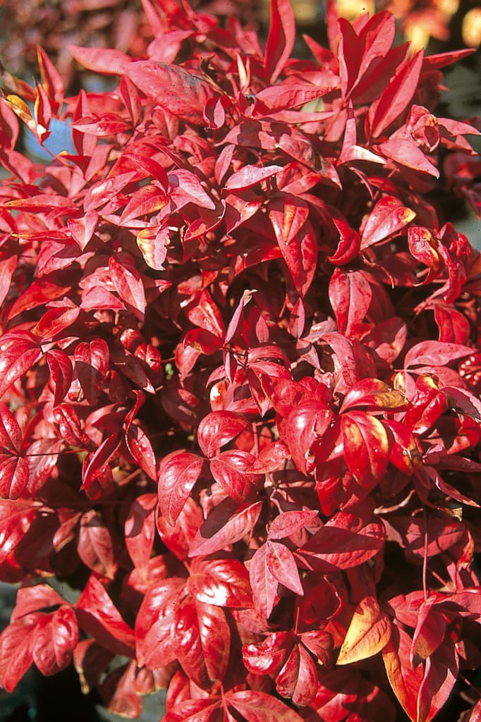 Nandina Pygmaea