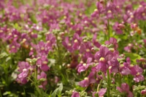 Nemesia