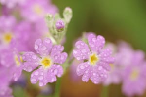 Primula-1