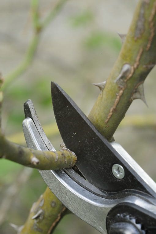 Pruning (2)_resize