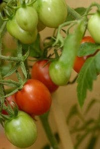 Tomato