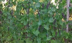 unusual_and_fun_veg_for_the_garden13