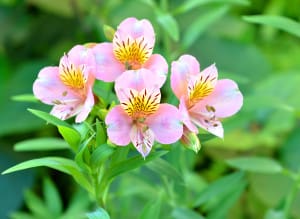 Alstroemeria, lily of the Incas