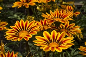 Gazania-3