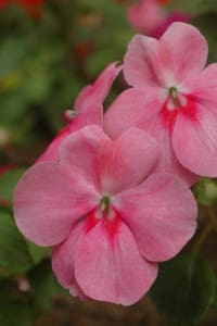 Impatiens-3