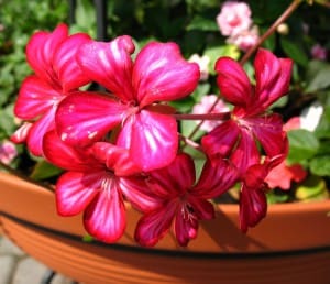 5764762 - relargonium (pelargonium peltatum), family geraniaceae