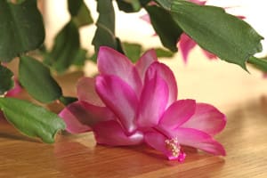 Schlumbergera
