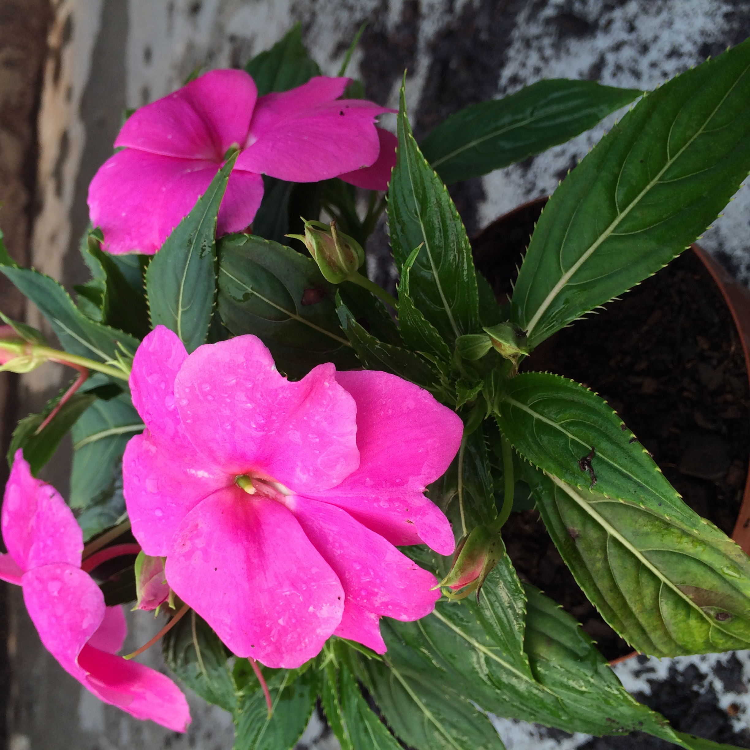 Impatiens Plant