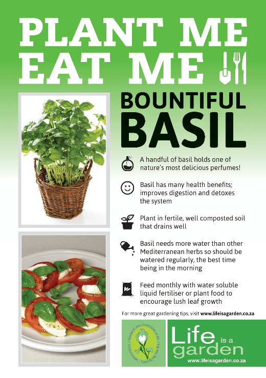 Basil