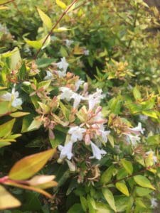 Abelia