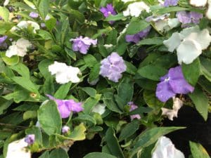 brunfelsia