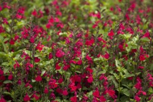 copy-of-salvia-heatwave-blaze