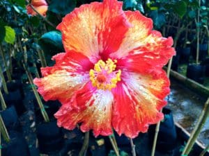 hibiscus-rosa-sinensis