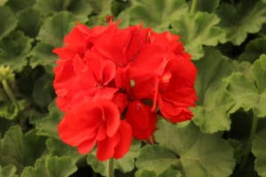 Pelargonium
