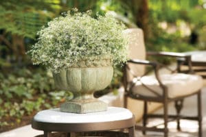 Euphorbia Diamond Frost