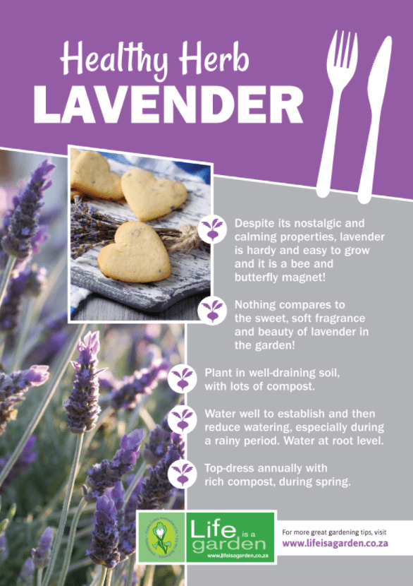 healthy herb