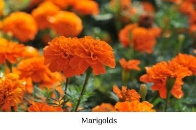 Marigold