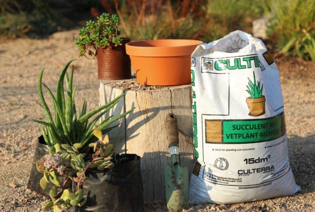 Succulent Mix