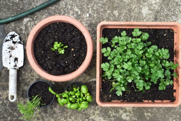 Herbs
