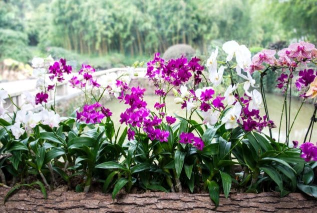 Orchids