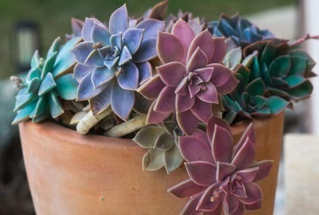 Succulent