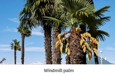 Windmill palm