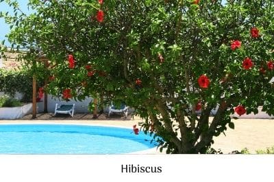 Hibiscus