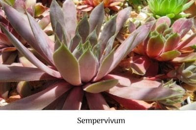Sempervivum