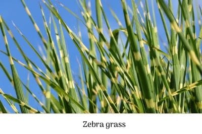 Zebra grass