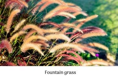 Fountain grass