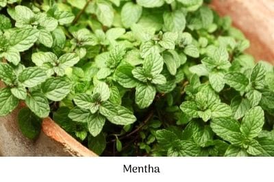 Mentha