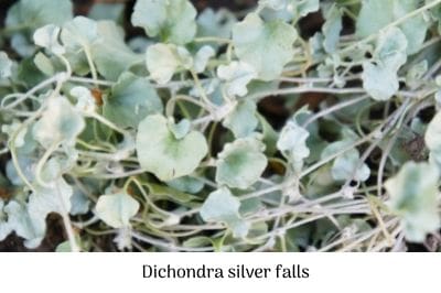 Dichondra silver falls