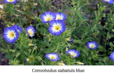 Convolvulus sabatuis blue